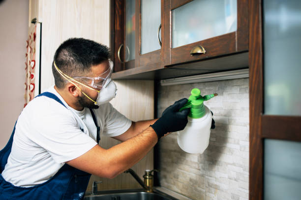 Best Termite Control Services  in Frankfort, IL