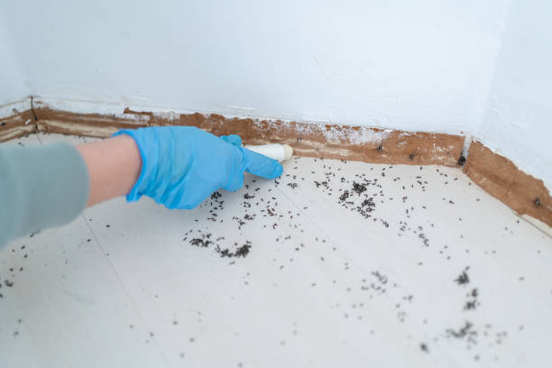 Best Flea Control Services  in Frankfort, IL