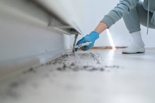 Best Wasp Removal Services  in Frankfort, IL